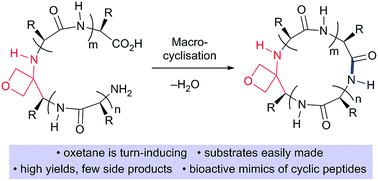 Graphical abstract: Macrocyclisation of small peptides enabled by oxetane incorporation