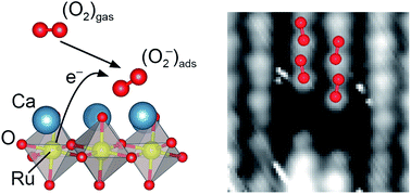 Graphical abstract: A full monolayer of superoxide: oxygen activation on the unmodified Ca3Ru2O7(001) surface