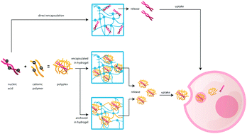 Graphical abstract: Polymers and hydrogels for local nucleic acid delivery