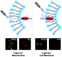 Graphical abstract: Charge control of fluorescent probes to selectively target the cell membrane or mitochondria: theoretical prediction and experimental validation