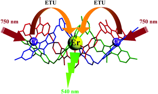 Graphical abstract: Erbium complexes as pioneers for implementing linear light-upconversion in molecules