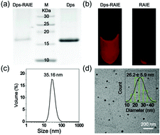 Graphical abstract: AIE nanodots scaffolded by mini-ferritin protein for cellular imaging and photodynamic therapy