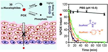 Graphical abstract: Reactivity and mechanism of α-nucleophile scaffolds as catalytic organophosphate scavengers