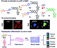 Graphical abstract: A “Double-Locked” and enzyme-activated molecular probe for accurate bioimaging and hepatopathy differentiation