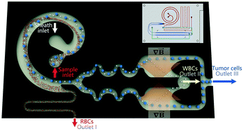 Graphical abstract: Rapid and precise tumor cell separation using the combination of size-dependent inertial and size-independent magnetic methods