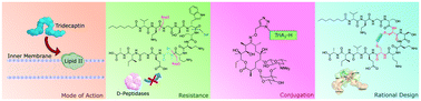 Graphical abstract: The tridecaptins: non-ribosomal peptides that selectively target Gram-negative bacteria