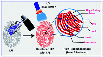 Graphical abstract: Advances in conjugated polymers for visualization of latent fingerprints: a critical perspective