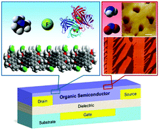 Graphical abstract: Structured and functionalized organic semiconductors for chemical and biological sensors based on organic field effect transistors