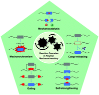 Graphical abstract: Reaction Cascades in Polymer Mechanochemistry