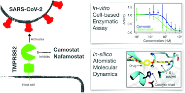 Graphical abstract: Molecular mechanism of inhibiting the SARS-CoV-2 cell entry facilitator TMPRSS2 with camostat and nafamostat