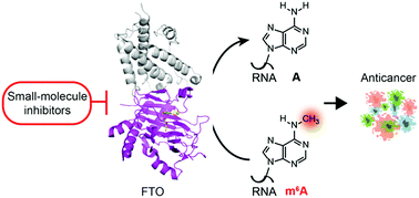 Graphical abstract: Targeting the RNA demethylase FTO for cancer therapy