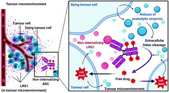 Graphical abstract: Leucine-rich alpha-2-glycoprotein 1 (LRG1) as a novel ADC target