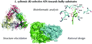 Graphical abstract: Rational engineering of Luminiphilus syltensis (R)-selective amine transaminase for the acceptance of bulky substrates