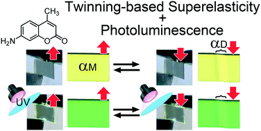 Graphical abstract: A photoluminescent organosuperelastic crystal of 7-amino-4-methylcoumarin