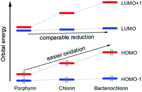 Graphical abstract: A perspective on the redox properties of tetrapyrrole macrocycles