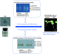 Graphical abstract: CeO2 nanoparticles modulate Cu–Zn superoxide dismutase and lipoxygenase-IV isozyme activities to alleviate membrane oxidative damage to improve rapeseed salt tolerance