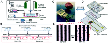 Graphical abstract: In vitro assay for single-cell characterization of impaired deformability in red blood cells under recurrent episodes of hypoxia