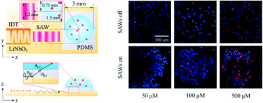 Graphical abstract: Manipulation of cancer cells in a sessile droplet via travelling surface acoustic waves