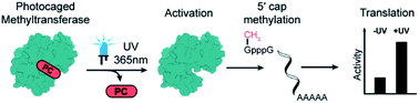 Graphical abstract: Light-control of cap methylation and mRNA translation via genetic code expansion of Ecm1