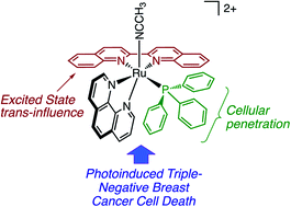 Graphical abstract: Photocytotoxicity and photoinduced phosphine ligand exchange in a Ru(ii) polypyridyl complex