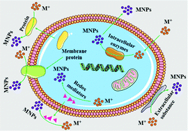 Graphical abstract: Microbial biomanufacture of metal/metallic nanomaterials and metabolic engineering: design strategies, fundamental mechanisms, and future opportunities