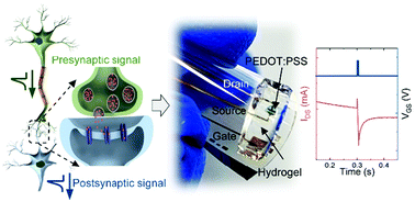 Graphical abstract: A high endurance, temperature-resilient, and robust organic electrochemical transistor for neuromorphic circuits