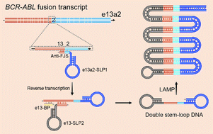 Graphical abstract: One-step and highly sensitive quantification of fusion genes with isothermal amplification initiated by a fusion-site anchored stem-loop primer