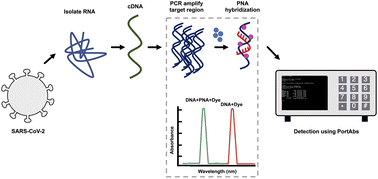 Graphical abstract: Development of a PNA–DiSc2 based portable absorbance platform for the detection of pathogen nucleic acids