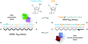 Graphical abstract: Efficient synthesis and replication of diverse sequence libraries composed of biostable nucleic acid analogues