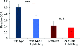 Graphical abstract: CLiB – a novel cardiolipin-binder isolated via data-driven and in vitro screening