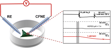 Graphical abstract: Potentiometric nanosensor for real-time measurement of hydrogen sulfide in single cell