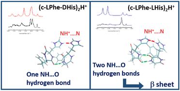 Graphical abstract: How change in chirality prevents β-amyloid type interaction in a protonated cyclic dipeptide dimer