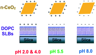 Graphical abstract: Influence of pH and electrolyte on the deposition of cerium oxide nanoparticles on supported lipid bilayers