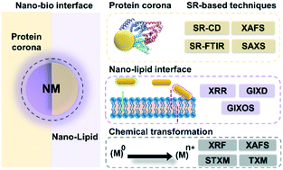 Graphical abstract: Synchrotron radiation-based analysis of interactions at the nano–bio interface