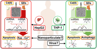 Graphical abstract: Cellular mechanisms of transcriptional regulation of human cell lines exposed to cadmium-based quantum dots