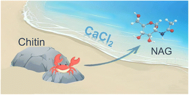 Graphical abstract: Acid hydrolysis of chitin in calcium chloride solutions