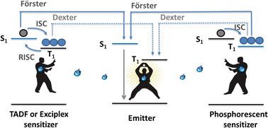 Graphical abstract: Sensitized organic light-emitting diodes: towards high efficiency and long lifetimes