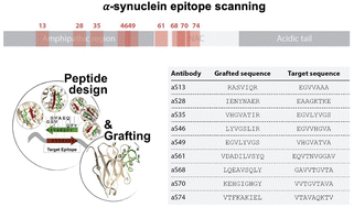 Graphical abstract: An antibody scanning method for the detection of α-synuclein oligomers in the serum of Parkinson's disease patients