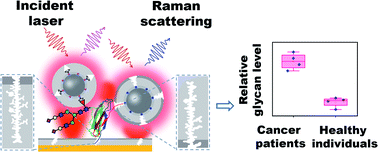 Graphical abstract: Molecularly imprinted polymers outperform lectin counterparts and enable more precise cancer diagnosis