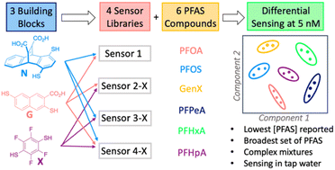 Graphical abstract: Detection and differentiation of per- and polyfluoroalkyl substances (PFAS) in water using a fluorescent imprint-and-report sensor array