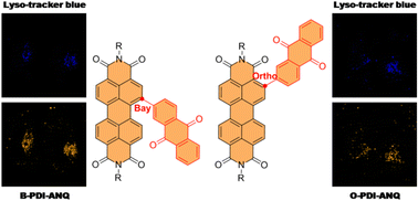 Graphical abstract: Aggregation effects on the one- and two-photon excited fluorescence performance of regioisomeric anthraquinone-substituted perylenediimide