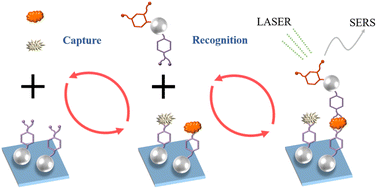 Graphical abstract: Glucose sandwich assay based on surface-enhanced Raman spectroscopy