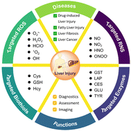 Graphical abstract: Activatable fluorescent probes for early diagnosis and evaluation of liver injury