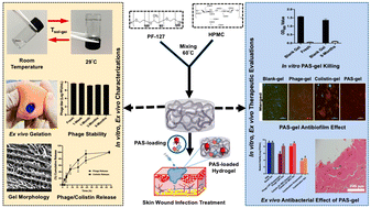 Graphical abstract: A thermosensitive hydrogel formulation of phage and colistin combination for the management of multidrug-resistant Acinetobacter baumannii wound infections