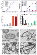 Graphical abstract: Biogenic FeS nanoparticles modulate the extracellular electron transfer and schwertmannite transformation