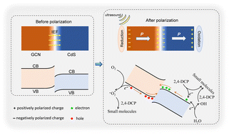 Graphical abstract: Piezocatalytic degradation of 2,4-dichlorophenol in a water environment by a g-C3N4/CdS heterojunction catalyst: interfacial electric field boosting mechanism