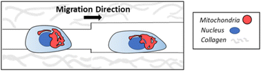 Graphical abstract: Confinement primes cells for faster migration by polarizing active mitochondria