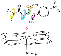 Graphical abstract: Mechanistic insights into chloramphenicol-mediated inactivation of cytochrome P450 enzymes and their active site mutants