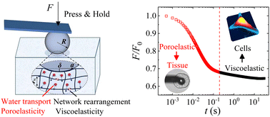 Graphical abstract: Crossover behavior in stress relaxations of poroelastic and viscoelastic dominant hydrogels