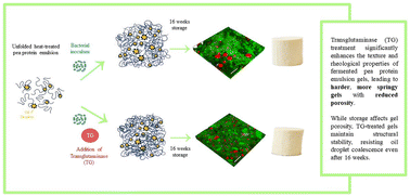 Graphical abstract: Enhancing the textural and rheological properties of fermentation-induced pea protein emulsion gels with transglutaminase